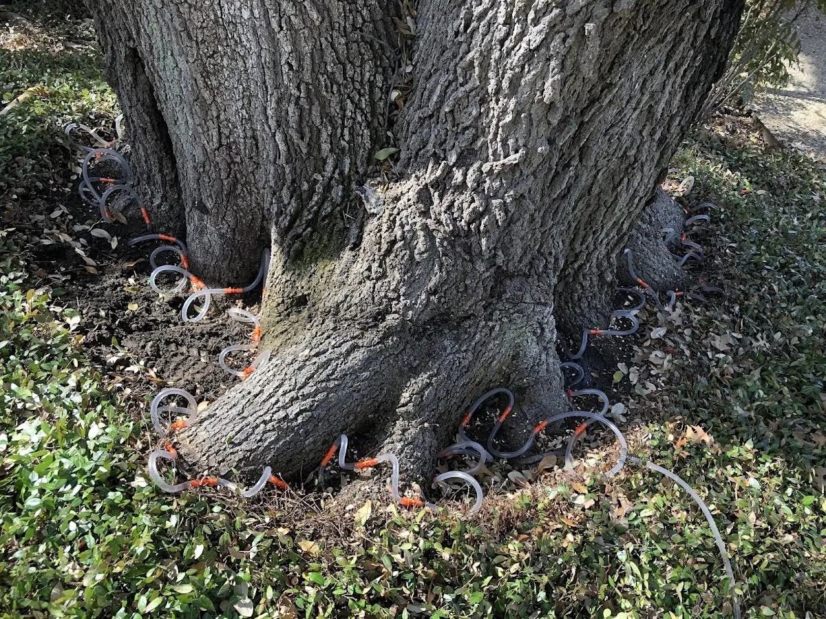 Detailed Tree Cabling and Bracing job site in Crown Point